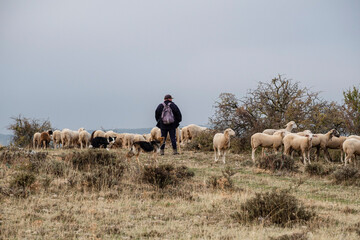 shepperd and sheepdog leading a flock of sheep, Gollorio, Guadalajara, Spain