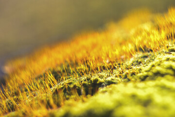 Close up of grass