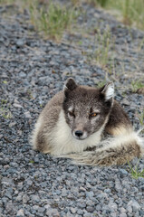 Arctic Fox (Alopex lagopus) at St. George Island, Pribilof Islands, Alaska, USA