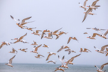 A flock of flying seagulls against a pale blue sky on Drakes Beach, Point Reyes National Seashore, Marin County, California