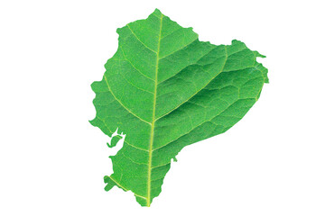 Map of Ecuador in green leaf texture on a white isolated background. Ecology, climate concept