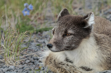 Fototapeta premium Arctic Fox (Alopex lagopus) at St. George Island, Pribilof Islands, Alaska, USA