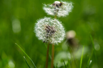 Fototapeta premium Nice faded dandelion in green grass sunny summer day