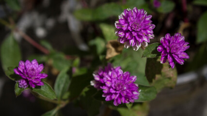Obraz premium flowers of a lilac