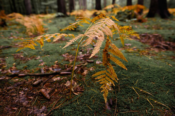 Colorful fern in the mystical forest in autumn.Vintage look. 