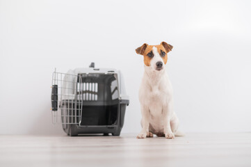 An obedient Jack Russell Terrier dog sits next to a travel box while waiting for a trip. Travel concept with pets