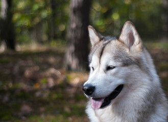 A purebred Alaskan malamute female dog in the forest. A happy pet on an afternoon walk in the autumnal surroundings.