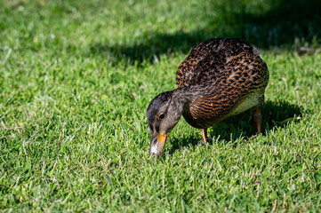 Juvenile mallard duckling