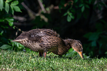 Juvenile mallard duckling
