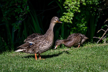 Juvenile mallard duckling