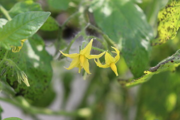 Yellow Tomato Flowers