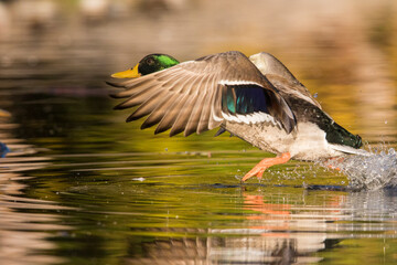 Mallard rake in flight
