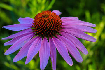 purple flower with dew