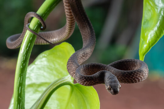 Keeled slug snake