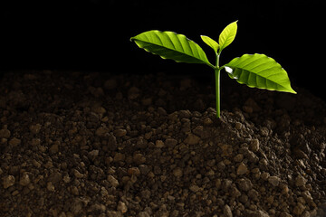 Young plant in the morning light on black background