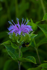 purple and white flower