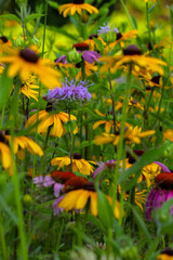 flowers in the garden