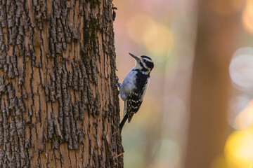 Male hairy woodpecker (Leuconotopicus villosus) in autumn