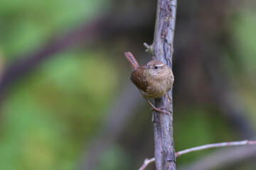 winter wren (Troglodytes hiemalis) in autumn