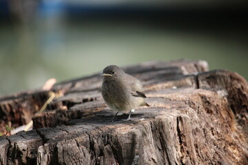 Baby bird