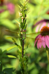 dragonfly on a flower