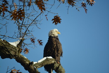 Bald Eagle looks right