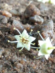 ant on flower