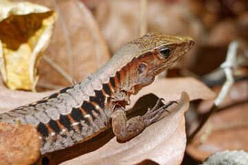 Lizard at Carara National Park, Costa Rica
