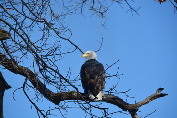 Bald Eagle looks left
