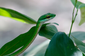 Satiny Parrot Snake (Leptophis depressirostris) at Carara National Park, Costa Rica