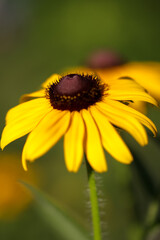 yellow flower closeup
