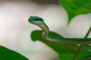 Satiny Parrot Snake (Leptophis depressirostris) at Carara National Park, Costa Rica