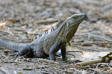 Black Ctenosaur (Ctenosaura similis) at Carara National Park,  Costa Rica