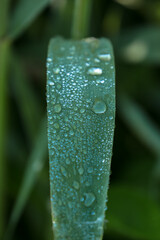 drops of dew on a leaf