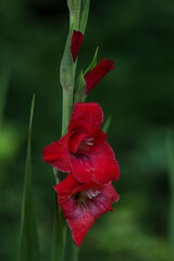 red flower in the garden