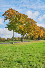 Landscape with an avenue and colorful autumn trees in the surrounding region of Berlin.