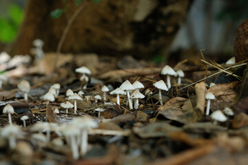small mushroom