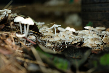 small mushroom