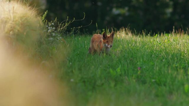Young Fox is looking for food in the fields a summer-evening in Jutland, Denmark (Ung r&aelig;v leder efter mad p&aring; en mark en sommer aften i Jylland)