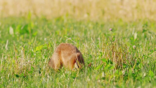 Fox looking for worms in the field a summer-evening in Jutland, Denmark (R&aelig;v leder efter ormen en sommer aften i Jylland)