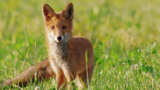 Big fox cub is looking for food in a field when it spots the camera (Stor r&aelig;ve-unge leder efter mad p&aring; en mark og opdager kameraet) 