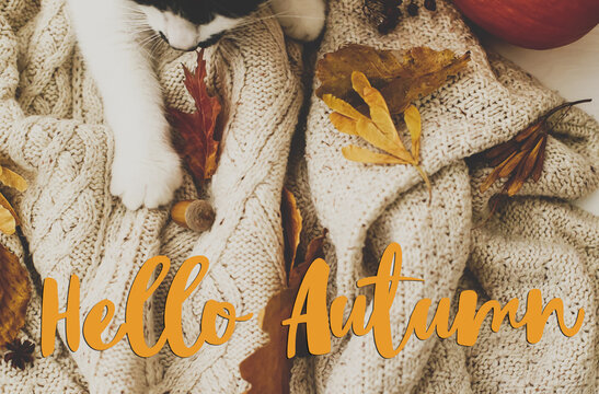 Hello Autumn text on cute cat holding autumn leaves, relaxing on warm knitted sweater with pumpkin, anise and acorns. Handwritten sign, seasonal greeting card