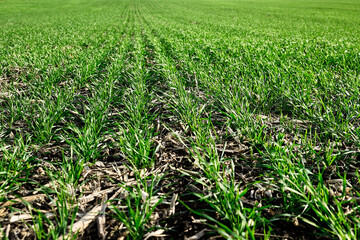 Fototapeta na wymiar Pattern of winter crops. Filled frame with green grass.