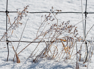 winter scene with vegetation and a fence
