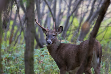 white-tailed deer (Odocoileus virginianus)