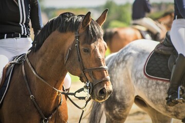Fototapeta premium portrait of a horse