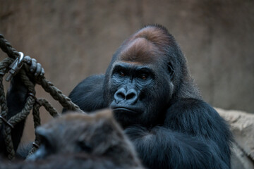 Portrait of a mature gorilla