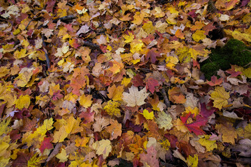 Autumn background in Canadian maple forest