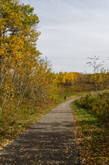 Fototapeta na wymiar Autumn Trees surrounding a hiking trail at Elk Island National Park