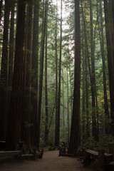 Obraz premium Big Trees